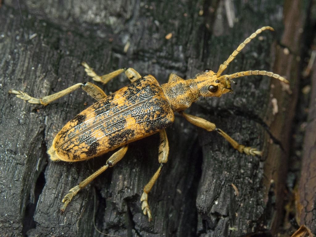 Rhagium sycophanta (Schrank, 1781)